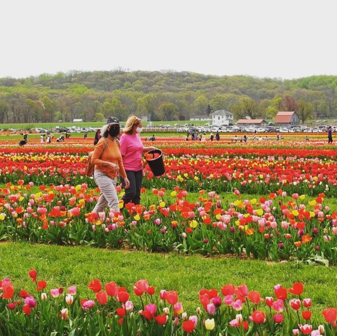 Experience Holland's Tulip Fields Only 75 Minutes From NYC